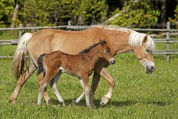 Domestic horsees, mare with foal on the pasture, Germany, Europe