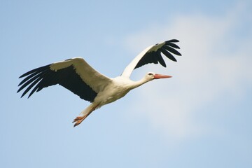 White stork (Ciconia ciconia) in flight, North Rhine-Westphalia, Germany, Europe