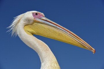 Great white pelican (Pelecanus onocrotalus), portrait, by Pelican Point, Walfish Bay, Erongo region, Namibia, Africa