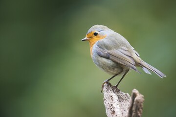 European robin (Erithacus rubecula) sitting on a post, Emsland, Lower Saxony, Germany, Europe