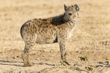 Spotted hyena (Crocuta crocuta), Ol Pejeta Conservancy, Kenya, Africa