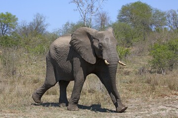 Obraz premium African bush elephant (Loxodonta africana) in the bush, adult, Kruger National Park, South Africa South Africa