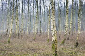 Fototapeta premium Beech forest (Betula pendula), foggy atmosphere, Emsland, Lower Saxony, Germany, Europe