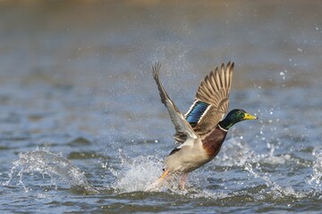 Mallard (Anas platyrhynchos), start from the water surface, Hesse, Germany, Europe