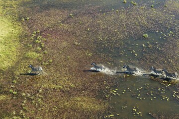 Burchell's Zebras (Equus quagga burchelli), roaming in a freshwater marsh, aerial view, Okavango Delta, Botswana, Africa