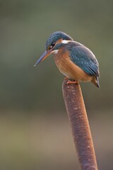 Kingfisher (Alcedo atthis), Emsland, Lower Saxony, Germany, Europe