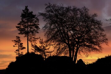 Fototapeta premium Trees at sunrise on the Basteibrücke, Saxon Switzerland National Park, Lohmen, Saxony, Germany, Europe