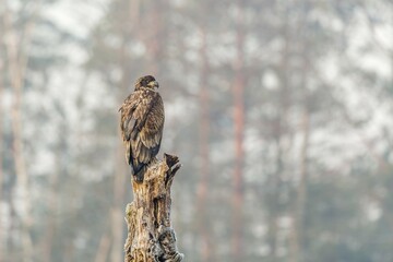 Young Eagle (Haliaeetus albicilla), sitting on tree, Masuria, Poland, Europe