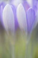 Woodland crocus (Crocus tommasinianus), Lower Saxony, Germany, Europe