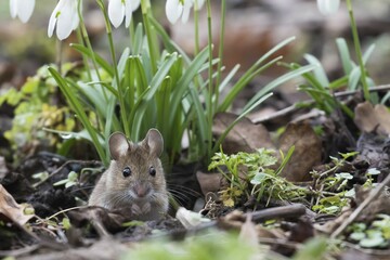 House mouse (Mus musculus) looking out of its burrow, Hesse, Germany, Europe