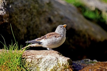 White-winged Snowfinch (Montifringilla nivalis), male, Alpine Zoo Innsbruck, Tyrol, Austria, Europa, Europe