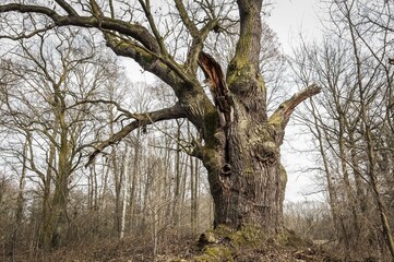 Old English oak (Quercus robur), Byttna-Hain, Biosphärenreservat Spreewald biosphere reserve,...