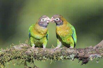 Brown-hooded Parrots (Pyrilia haematotis) sitting on branch, bill and coo, province of Alajuela, San Carlos, Boca Tapada, Costa Rica, Central America
