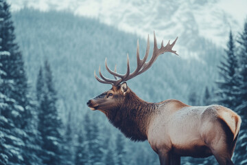 Naklejka premium A majestic elk standing in a forest with snow-covered mountains in the background. The antlers of an elk are very large and forked, making them look majestic and powerful.