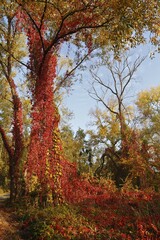 Vines on a tree, wild wine in autumn, Middle Elbe Biosphere Reserve, Dessau-Ro&szlig;lau, Saxony-Anhalt, Germany, Europe