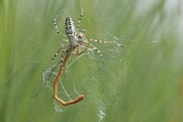 Wasp spider (Argiope bruennichi) with small red damselfly (Ceriagrion tenellum) as prey in spider web, Emsland, Lower Saxony, Germany, Europe
