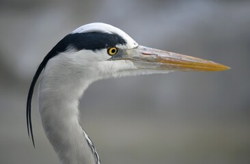 Grey heron (Ardea cinerea), portrait, Baden-Württemberg, Germany, Europe