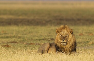 Lion (Panthera leo), male, resting in the early morning, Savuti, Chobe National Park, Botswana, Africa
