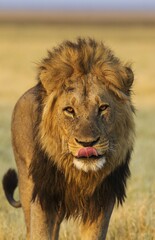 Lion (Panthera leo), male, about to yawn, Savuti, Chobe National Park, Botswana, Africa