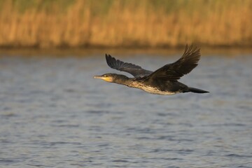 Flying great cormorant (Phalacrocorax carbo), Fehmarn Island, Schleswig Holstein, Germany, Europe