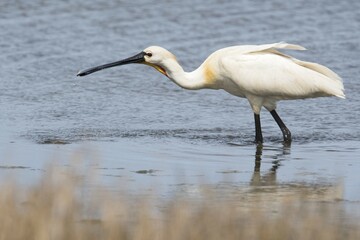 Common spoonbill (Platalea leucorodia), Texel, North Holland, Netherlands