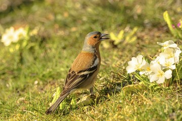 Chaffinch (Fringilla coelebs), male on flower meadow, Germany, Europe