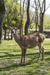 Sika deer (Cervus nippon) in Nara Park, Japan, Asia