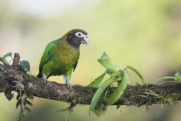 Brown-hooded Parrot (Pyrilia haematotis) perched on a tree branch, male, Heredia Province, Costa Rica, Central America