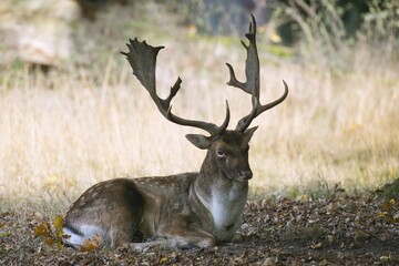 Fallow deer (Dama dama), buck lying in dry grass, captive, Lower Saxony, Germany, Europe