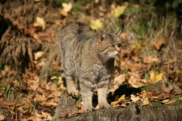 Wildcat (Felis silvestris)