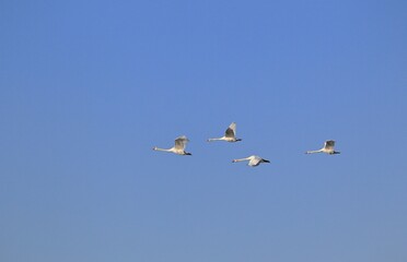 Swans (Cygnus), in flight, Mecklenburg-Western Pomerania, Germany, Europe