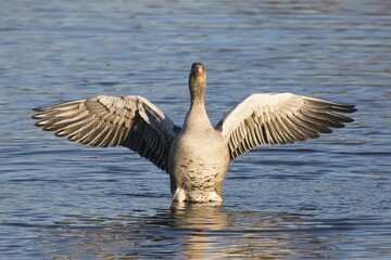 Greylag goose (Anser anser) in water, outstretched wings, front shot, Hesse, Germany, Europe