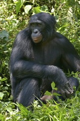 Bonobo (Pan paniscus), Lola ya Bonobo Sanctuary, Kimwenza, Mont Ngafula, Kinshasa, Democratic Republic of the Congo