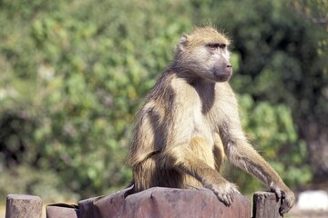 Baboon Botswana