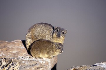 Dassies on rock at Table Mountain Capetown South Africa