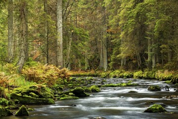 Großer Regen river, autumn, Bavarian Forest National Park, Bavaria, Germany, Europe