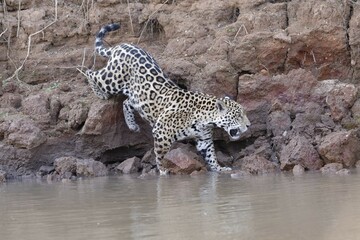 Young Jaguar (Panthera onca) walking on a riverbank and entering the water, Cuiaba river, Pantanal, Mato Grosso, Brazil, South America