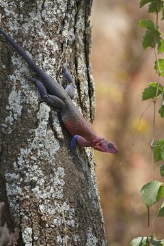 Mwanza flat-headed rock agama (Agama mwanzae) climbing on tree trunk, male, Serengeti National Park, Tanzania, Africa
