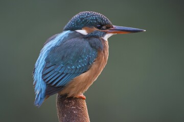 Kingfisher (Alcedo atthis), Emsland, Lower Saxony, Germany, Europe