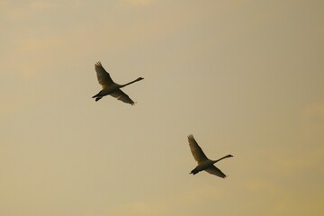 Two mute swans (Cygnus olor) in the morning sky, Kemnade, Witten, North Rhine Westphalia, Germany, Europe