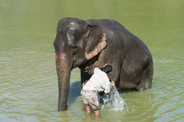 Fototapeta premium Mahout washes his Indian elephant (Elephas maximus indicus) in the river, Kaziranga National Park, Assam, India, Asia