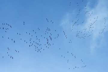 Cranes (Grus grus) gather on blue sky to fly to the south, bird migration, Münster, North Rhine-Westphalia, Germany, Europe