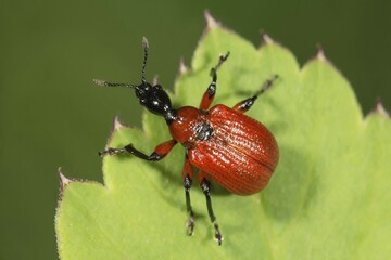 Hazel-leaf roller weevil (Apoderus coryli) on leaf, Baden-Württemberg, Germany, Europe