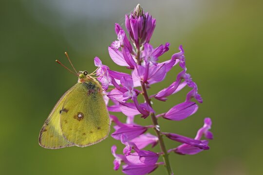 Berger's clouded yellow (Colias australis) sitting on purple flower, Balaton Uplands National Park, Balaton Felvid&eacute;ki Nemzeti Park, Lake Balaton, Hungary, Europe
