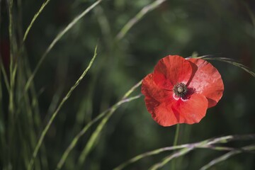 Corn poppy (Papaver rhoeas), Ile Rousse, Corsica, France, Europe