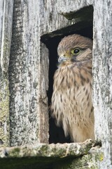 Young Common Kestrel (Falco tinnunculus), sitting in front of the breeding burrow, Emsland, Lower Saxony, Germany, Europe