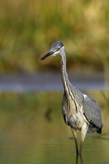 Grey heron (Ardea cinerea) stands in the water, Middle Elbe Biosphere Reserve, Saxony-Anhalt, Germany, Europe
