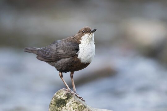White-breasted dipper (Cinclus cinclus) on stone, Hesse, Germany, Europe