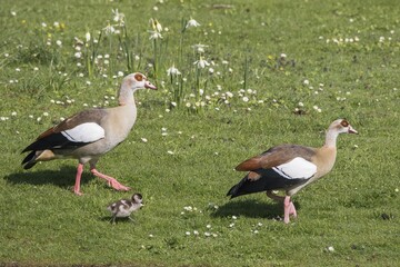 Egyptian Goose (Alopochen aegyptiacus), pair with chicks on the lawn, Hesse, Germany, Europe