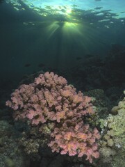 Pawpaw coral (Pocillopora verrucosa) in the evening light, sunrays, dive site House Reef, Mangrove Bay, El Quesir, Red Sea, Egypt, Africa